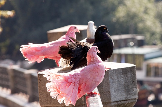 马丁内斯带 马丁内斯带